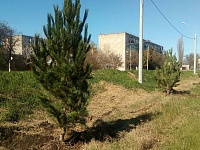 В Приморско-Ахтарске продолжается высадка крымской сосны