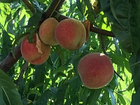 Сбор урожая персиков и яблок полным ходом идёт в хозяйстве Владимира Полунина
