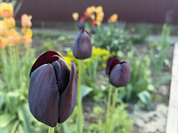 ���� ���������: ����� ��� ����������