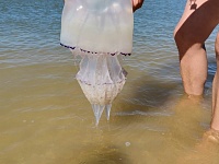 Побережье Азовского моря атакуют медузы