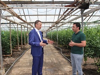 Рабочую неделю глава района  Максим Бондаренко начал с посещения  овощного тепличного комплекса ООО "Свой урожай"