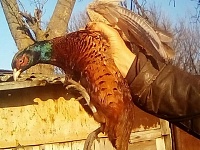 В хуторе Курчанском дикие фазаны решили себя одомашнить