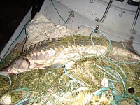 За незаконный вылов рыб ценных пород осужден браконьер
