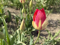 ���� ���������: ����� ��� ����������