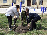 Станица Бриньковская присоединилась к Международной акции "Сад памяти"