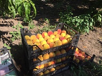 Сбор урожая персиков и яблок полным ходом идёт в хозяйстве Владимира Полунина