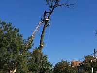 Сотрудники Ахтарского ЖКХ занимаются спилом аварийных деревьев на территории, прилегающей к предприятию